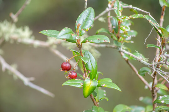 Fruit of the Murta or Murtilla, a shrub native to south-central Chile; in this case, the capture was taken in the Petrohue River Falls Park.