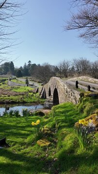Dartmoor Devon England UK. 20.03.2026. Video. Springtime at Two Bridges  on Dartmoor along the West Dart river  with spring flowers on the riverbank.