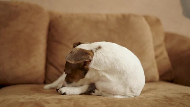 Jack Russell Terrier Grooming and Licking Paw on Brown Sofa. A white and brown Jack Russell Terrier sits on a couch, focused on licking its back paw
