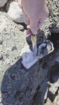 Handheld tracking close up of person shucking and holding oyster on rocky intertidal shore and tidepool at low tide daytime