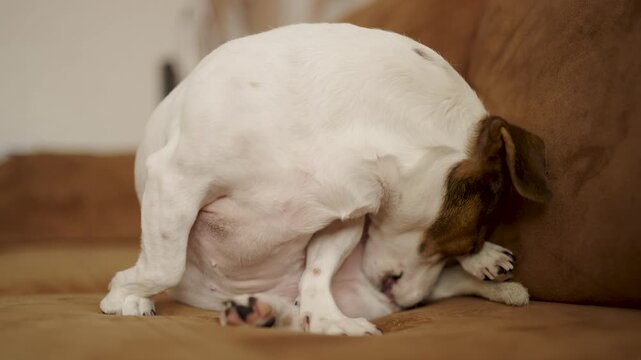 Jack Russell Terrier Itching and Biting at Skin Due to Fleas or Allergies. Captures common pet health issues like flea infestation, skin irritation, or seasonal allergies