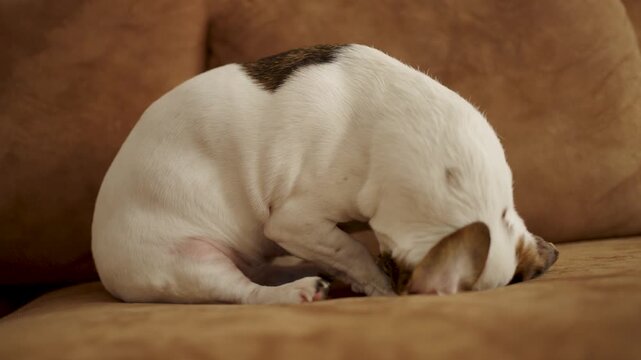 Jack Russell Terrier Itching and Biting at Skin Due to Fleas or Allergies. Captures common pet health issues like flea infestation, skin irritation, or seasonal allergies