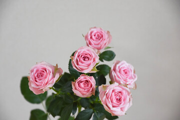 Fototapeta premium ピンクの薔薇