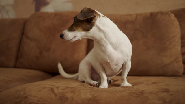 Jack Russell Terrier Sneezing and Shaking Head on Brown Sofa. A white and brown dog captured in motion while sneezing or shaking its head on a couch