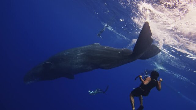 Group of tourists dive with sperm whale swimming deep. Unique underwater video contact interaction of man and sperm whale. Responsible whale watching safari tour travel. Wildlife marine mammal animals
