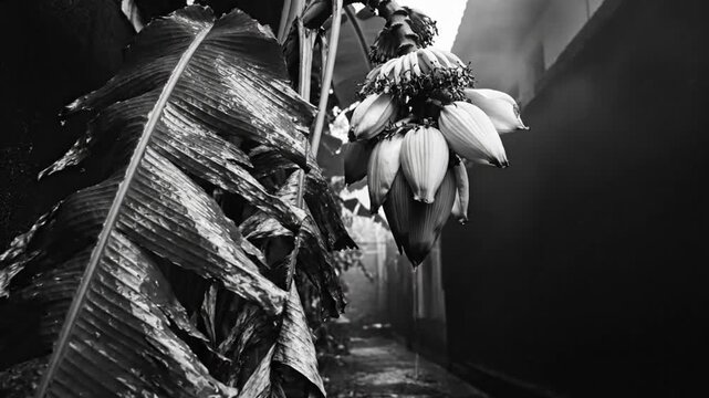 Black and white close up of banana flower and leaves in tropical alleyway with dripping water