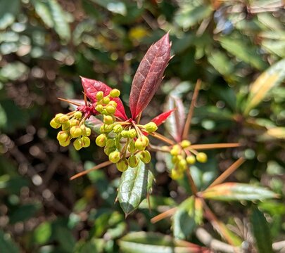 Vista de cerca de brotes de color amarillo y hojas de arbusto de Berberis glaucocarpa en jard&iacute;n de parque urbano