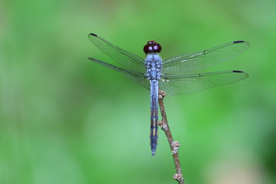 Libellule bleue (Orthetrum brunneum) pos&eacute;e en milieu naturel
