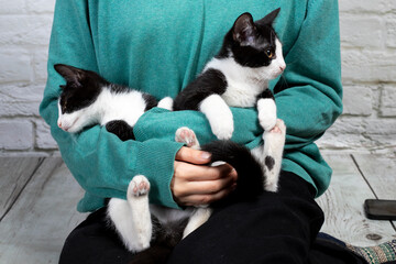 Naklejka premium mały kotek czarno-biały na rękach