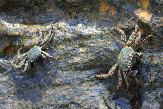 Crabes c&ocirc;tiers (Grapsidae) sur rochers en bord de mer