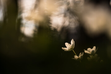 Zawilce w lesie jako naturalne tło – delikatne wiosenne kwiaty © Elżbieta Kaps