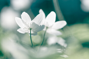 Zawilce w lesie jako naturalne tło – delikatne wiosenne kwiaty © Elżbieta Kaps