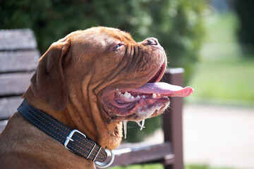  Close-up profile portrait of a powerful reddish-brown French Mastiff with a wrinkled face and leather collar, showing excessive drooling and a happy expression © alan