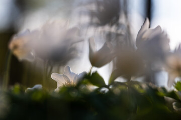 Zawilce w lesie jako naturalne tło – delikatne wiosenne kwiaty © Elżbieta Kaps