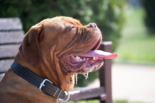  Close-up profile portrait of a powerful reddish-brown French Mastiff with a wrinkled face and leather collar, showing excessive drooling and a happy expression