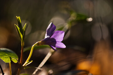 Wiosenne kwiaty w ciepłym porannym świetle, naturalna fotografia przyrodnicza © Elżbieta Kaps