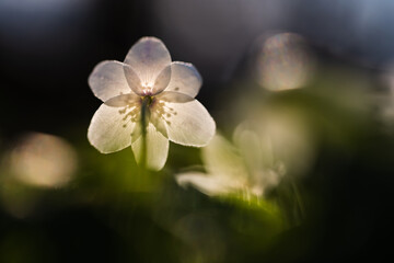 Delikatne zawilce w wiosennym lesie – spokojna scena natury © Elżbieta Kaps