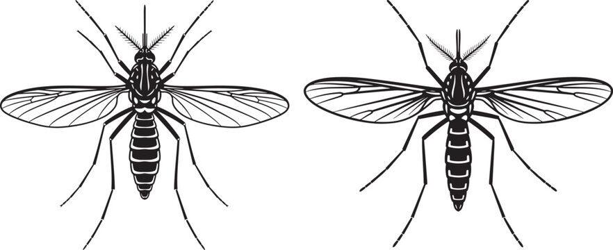 Two detailed black silhouette illustrations of mosquitoes with disease vector with blood sucking with black and white with creepy crawly