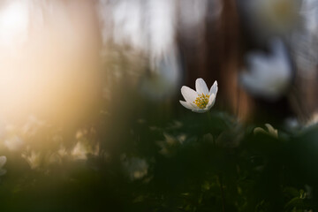 Delikatne zawilce w wiosennym lesie – spokojna scena natury © Elżbieta Kaps