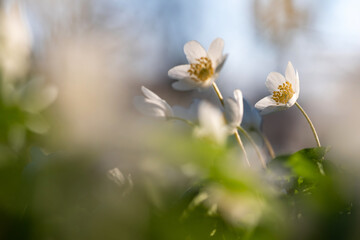 Delikatne zawilce w wiosennym lesie – spokojna scena natury © Elżbieta Kaps