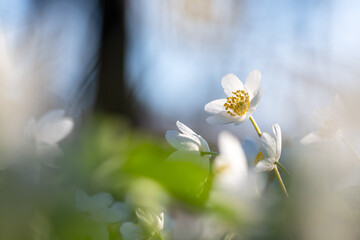 Kwitnące zawilce w lesie – wiosenne dzikie kwiaty w naturalnym świetle © Elżbieta Kaps