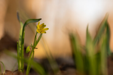 Wiosenne kwiaty w ciepłym porannym świetle, naturalna fotografia przyrodnicza © Elżbieta Kaps