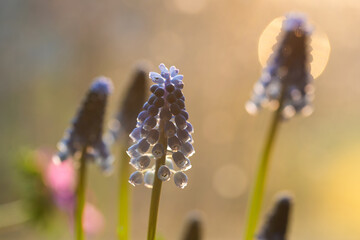 Wiosenne kwiaty w ciepłym porannym świetle, naturalna fotografia przyrodnicza © Elżbieta Kaps