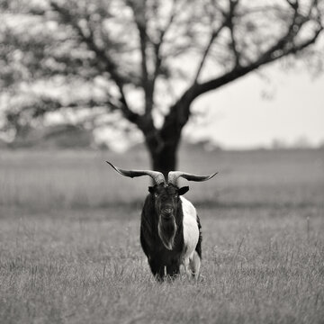 Imposing billy goat showing strength and power