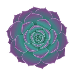 Obraz premium Vibrant purple and green succulent plant blooms in garden