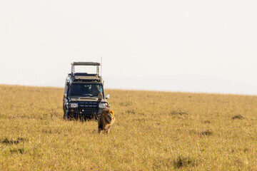 Large male African lion walking in front of a safari tour vehicle in the Maasai Mara National Reserve Kenya © Joao Vieira
