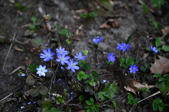 In spring, the Hepatica nobilis blooms in nature.