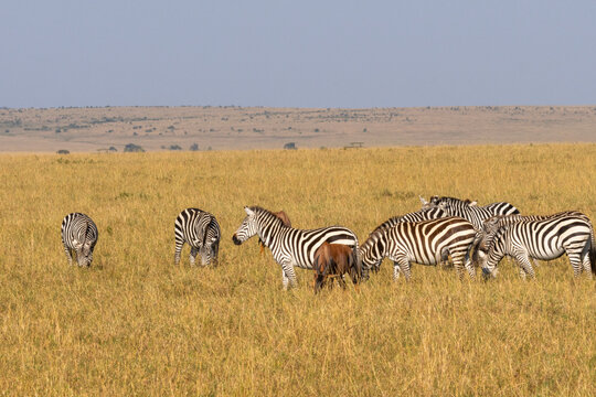 Herd of plains zebras Equus quagga and topi grazing in the golden grasslands of Maasai Mara National Reserve Kenya
