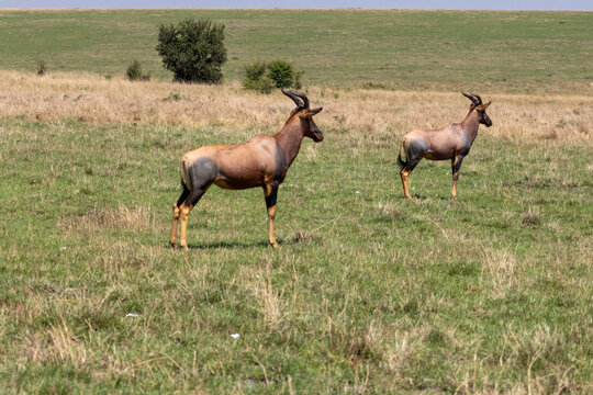 Two topi antelopes standing in the open savannah of Maasai Mara National Reserve Kenya