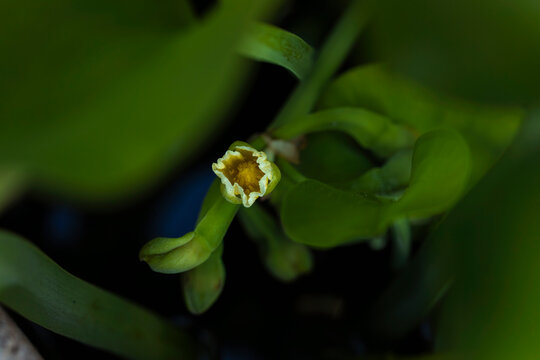 Fresh edible aquatic plant, Limnocharis flava flower. Yellow Velvetleaf flower (Limnocharis flava) in close-up.