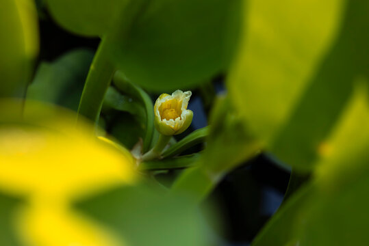 Fresh edible aquatic plant, Limnocharis flava flower. Yellow Velvetleaf flower (Limnocharis flava) in close-up.