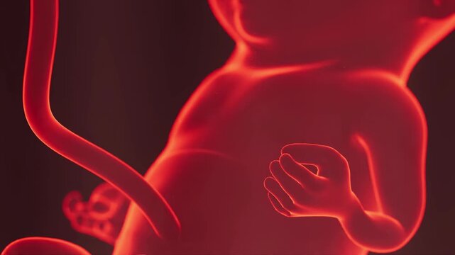 Monitoring fetal development in a medical setting during the second trimester of pregnancy using advanced imaging technology.