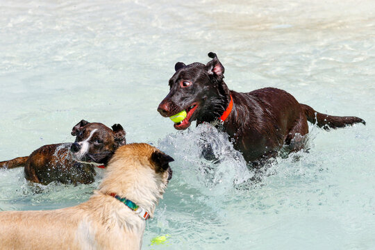 Chocolate Labrador Retriever playing with two dogs in the pool
