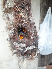 Naklejka premium Hungry Baby Bird Gaping with Open Beak Inside an Intricate Hanging Nest in Backyard