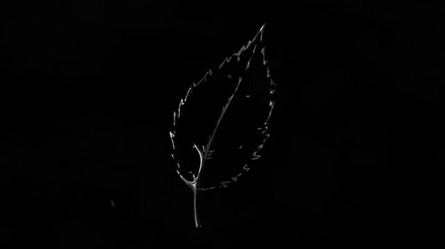 Abstract Glowing Leaf Outline Animation in Dark Background Minimal Nature Line Art