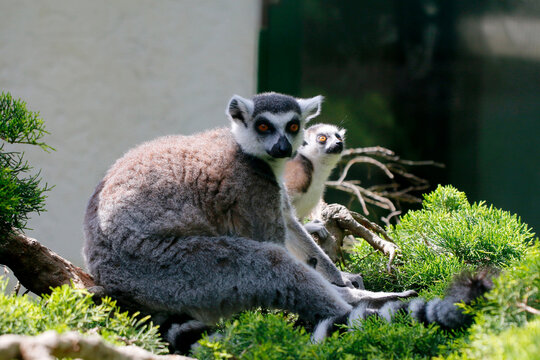  Katta (Lemur catta) Lemuren mit Jungtier