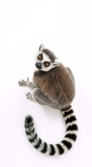 Fototapeta premium Vertical portrait of a ring-tailed lemur sitting on a white background. Top view of an isolated exotic primate looking up. Endangered Species Day concept