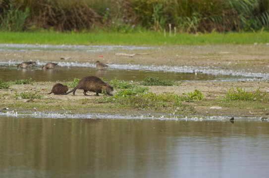 Nutrias walk along the shore, nutria with baby nutria walk along the shore,   coypus family at the lake, calm lake, reeds and a meadow, brown fur of the nutria, sunny day, rodents, Myocastor coypus