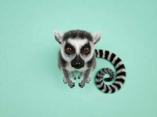 Fototapeta premium Top view of a ring-tailed lemur looking up on a mint green background. Overhead studio portrait of an exotic primate with a striped tail. Copy space for text