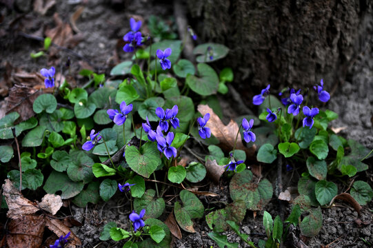 Wild violets bloom in a spring forest meadow.