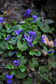 Wild violets bloom in a spring forest meadow.