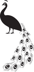 Fototapeta premium A black peacock silhouette with a vibrant tail on a 