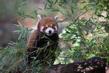 Obraz premium Red Panda Hiding in Bamboo Forest