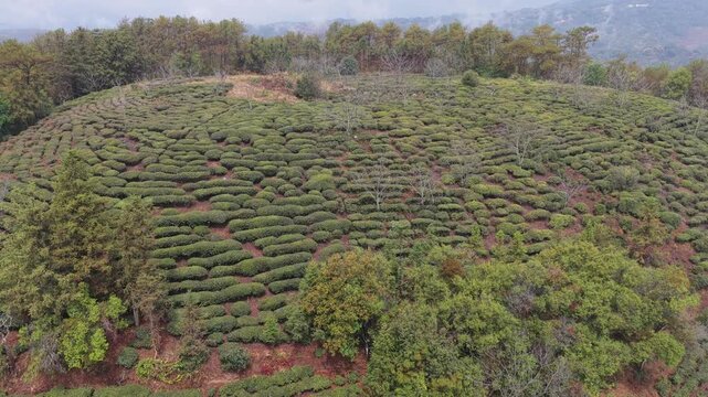 Aerial view of flourishing tea plantations on the hillside, where the meticulously cultivated rows create a visually striking pattern, Baoshan, China.
