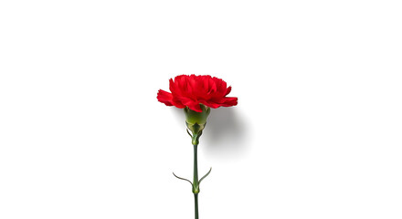 Fototapeta premium Single red carnation flower on a white background minimalist botanical study