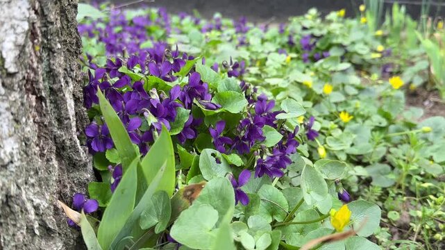 Forest glade with blooming purple violets in spring